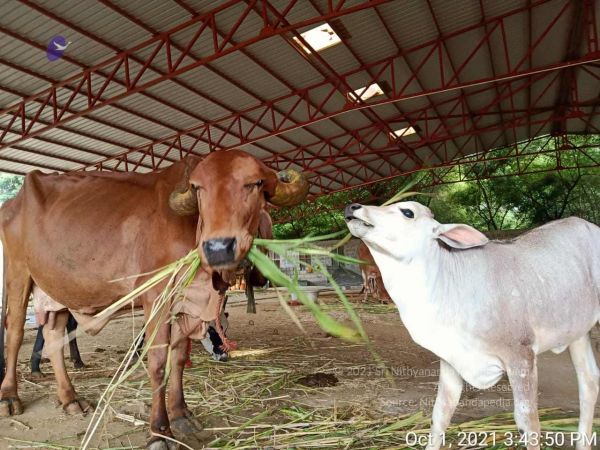 20211001 Tiruvannamalai 8.21.35 PM (1).jpg