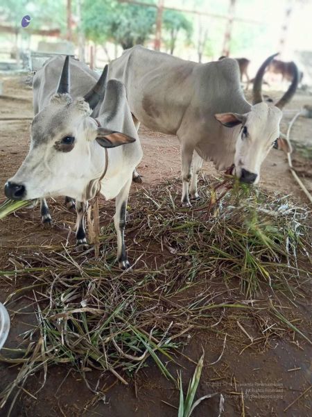 File:20211013 cow fodder 3.41.04 PM (1).jpg