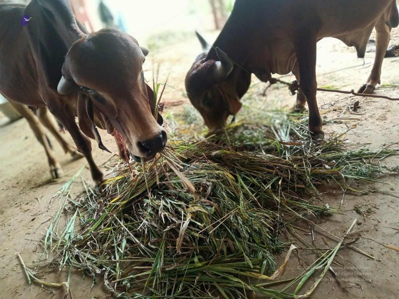 File:20211013 cow fodder 3.41.05 PM (1).jpg