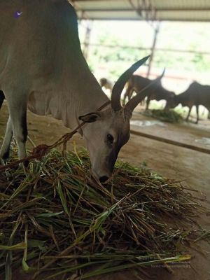 20211013 cow fodder 3.41.06 PM.jpg