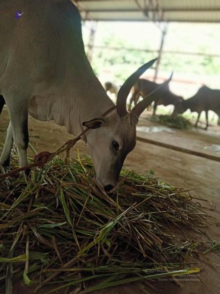 File:20211013 cow fodder 3.41.06 PM.jpg