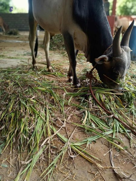 File:20211013 cow fodder 3.41.06 PM (1).jpg