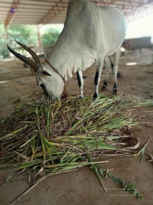 20211013 cow fodder 3.41.07 PM.jpg