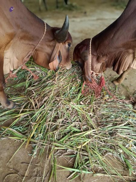 File:20211013 cow fodder 3.41.07 PM (1).jpg