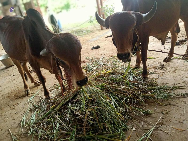 File:20211013 cow fodder 3.41.08 PM.jpg