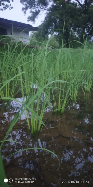 File:20211018 6.16.06 PM.jpeg