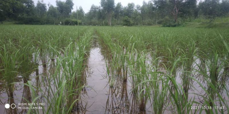 File:20211018 6.16.39 PM.jpeg