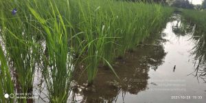 20211025 kacharapattu 9.46.05 AM (1).jpg