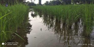 20211025 kacharapattu 9.46.05 AM (2).jpg