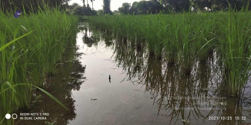 File:20211025 kacharapattu 9.46.05 AM (2).jpg