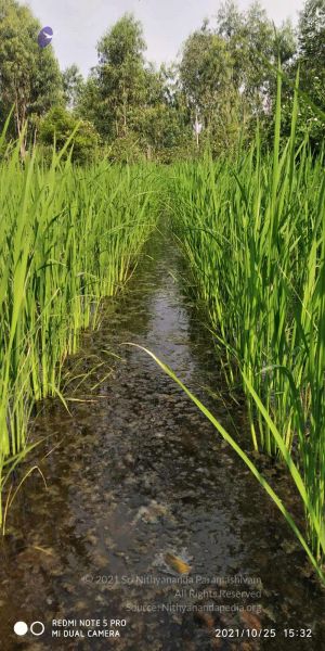 File:20211025 kacharapattu 9.46.06 AM.jpg