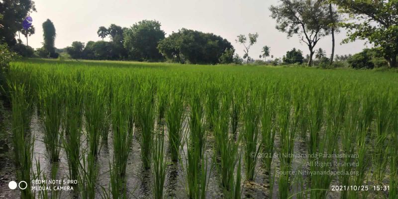 File:20211025 kacharapattu 9.46.07 AM.jpg