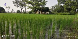 20211025 kacharapattu 9.46.07 AM (1).jpg