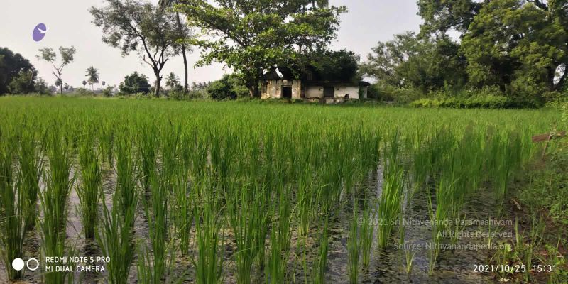 File:20211025 kacharapattu 9.46.07 AM (1).jpg