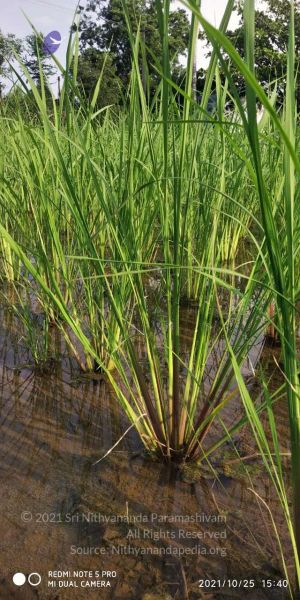 File:20211025 kacharapattu 9.46.09 AM.jpg