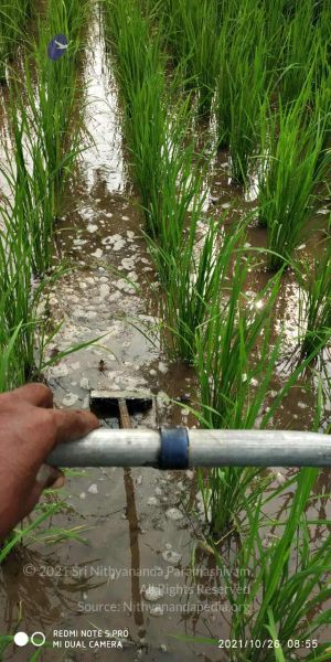 File:20211025 kacharapattu 9.47.16 AM.jpg