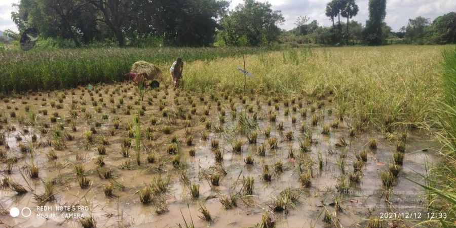 20211206 WhatsApp Image 2021-12-12 at 2.43.54 PM (1) 11.jpg