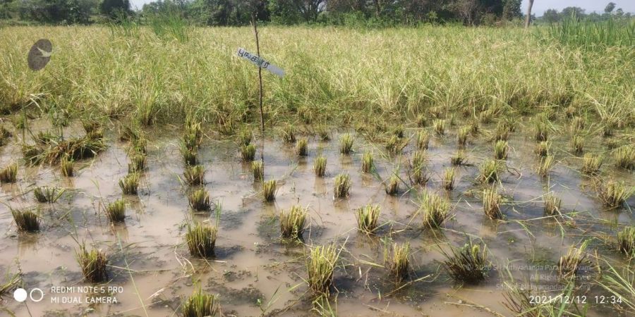 20211206 WhatsApp Image 2021-12-12 at 2.43.55 PM (1) 11.jpg