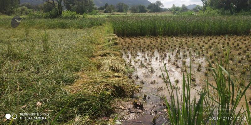 File:20211206 WhatsApp Image 2021-12-12 at 2.43.55 PM 11.jpg