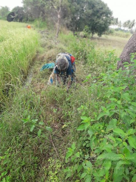 File:20211211 kacharapattu 1.05.04 PM (1) 11.jpg