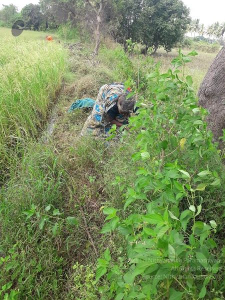 File:20211211 kacharapattu 1.05.05 PM 11.jpg