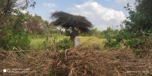 20211211 kacharapattu 2.28.22 PM (1) 11.jpg