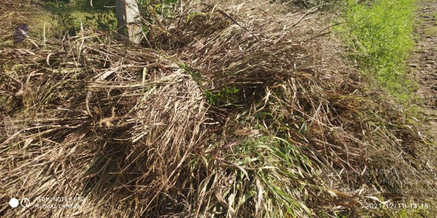 20211211 kacharapattu 2.28.24 PM (1) 11.jpg