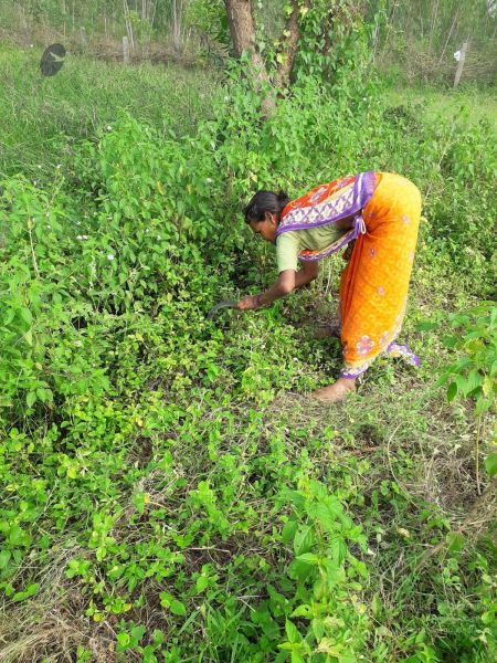 File:20211211 kacharapattu 5.55.53 PM (1) 11.jpg