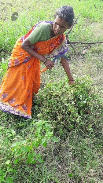 File:20211211 kacharapattu 5.55.53 PM 11.jpg