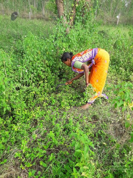 File:20211211 kacharapattu 5.55.54 PM (1) 11.jpg