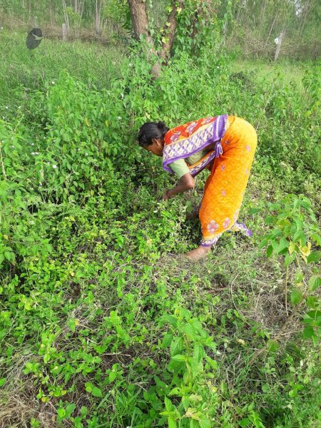 File:20211211 kacharapattu 5.55.54 PM 11.jpg