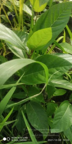 File:20211220 kacharapattu 1.39.14 PM 11.jpg