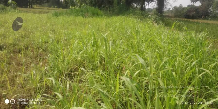 20211220 kacharapattu 1.39.15 PM (2) 11.jpg