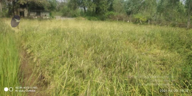 File:20211220 kacharapattu 1.39.16 PM (1) 11.jpg