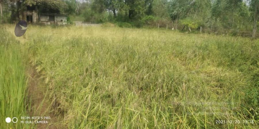 20211220 kacharapattu 1.39.16 PM (1) 11.jpg