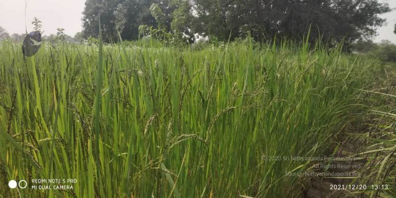 File:20211220 kacharapattu 1.39.16 PM (2) 11.jpg