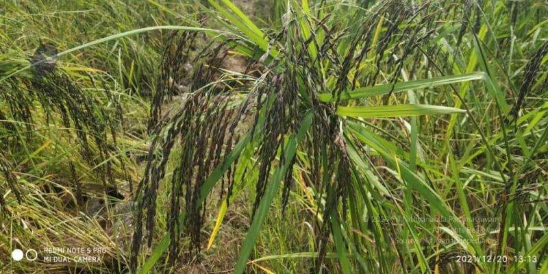 File:20211220 kacharapattu 1.39.17 PM (1) 11.jpg