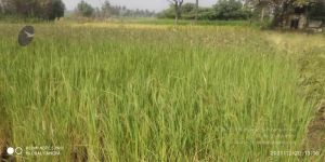 20211220 kacharapattu 1.39.17 PM 11.jpg