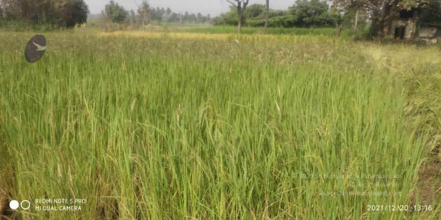 20211220 kacharapattu 1.39.17 PM 11.jpg