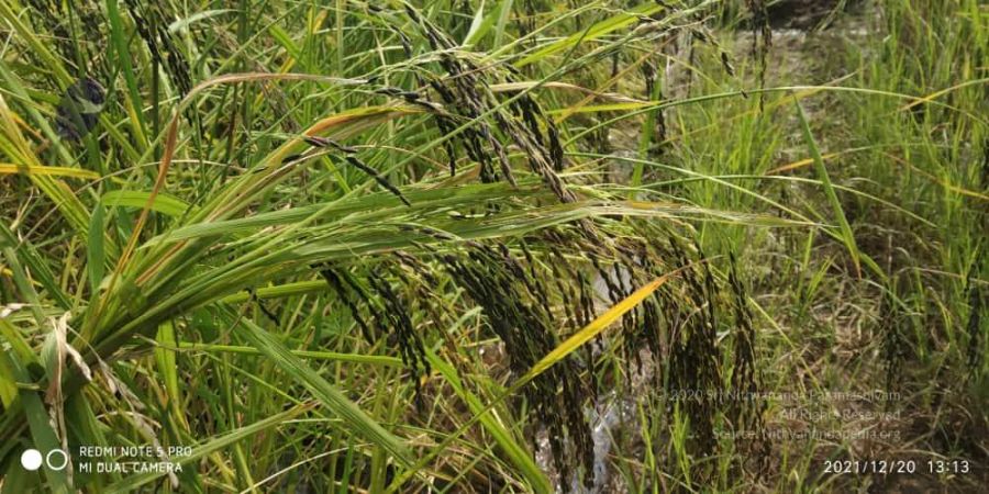 20211220 kacharapattu 1.39.18 PM (1) 11.jpg