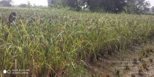 20211220 kacharapattu 1.39.18 PM (2) 11.jpg