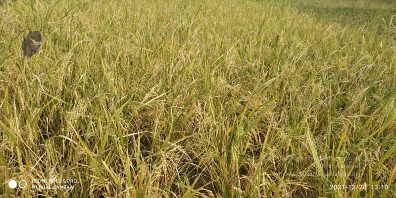 File:20211220 kacharapattu 1.39.18 PM (3) 11.jpg