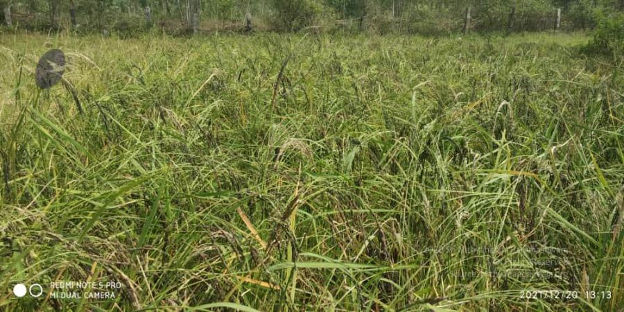 20211220 kacharapattu 1.39.18 PM 11.jpg