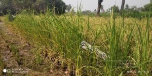 20211220 kacharapattu 1.39.19 PM (1) 11.jpg