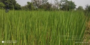 20211220 kacharapattu 1.39.19 PM (2) 11.jpg