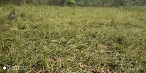 20211220 kacharapattu 1.39.19 PM 11.jpg