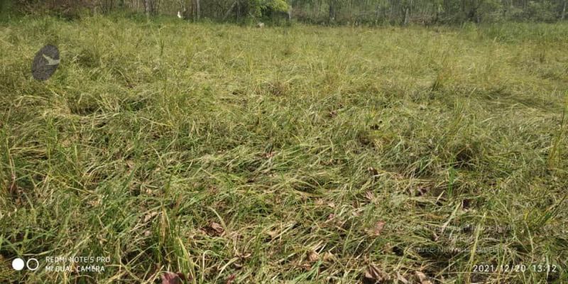 File:20211220 kacharapattu 1.39.19 PM 11.jpg