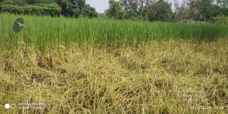 File:20211220 kacharapattu 1.39.20 PM (1) 11.jpg