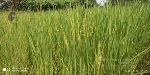 20211220 kacharapattu 1.39.20 PM (2) 11.jpg