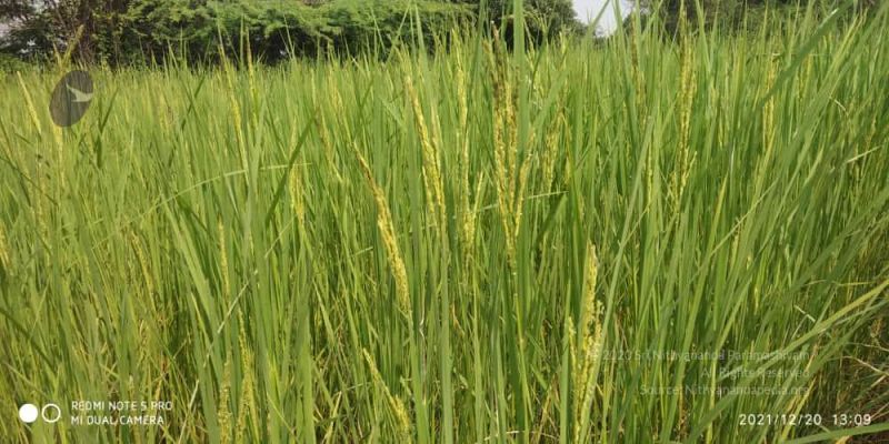 File:20211220 kacharapattu 1.39.20 PM (2) 11.jpg